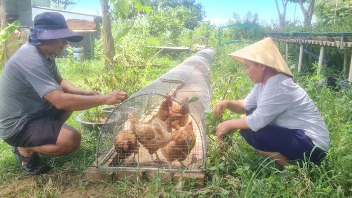 Đàn gà được nuôi bằng sâu canxi và phụ phẩm nông nghiệp tại nông trại Lò Gạch Cũ (xã Nam Phước). Ảnh: HOÀNG LIÊN
