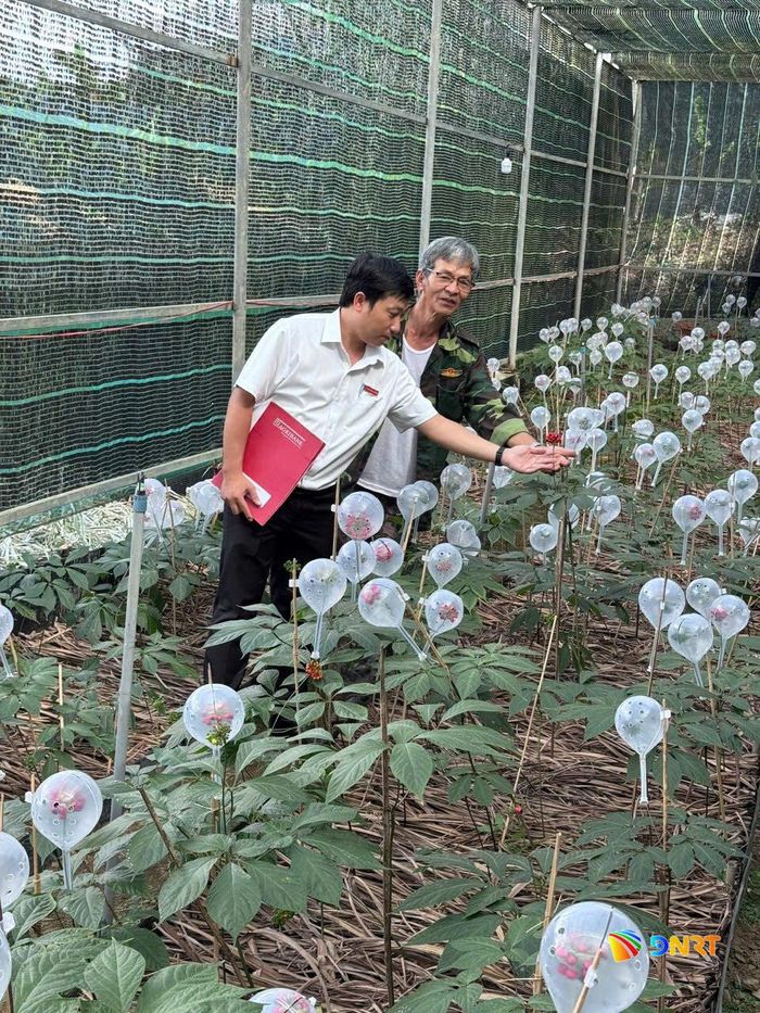 Sâm Ngọc Linh được người dân khu vực Trà My trồng dưới tán rừng, góp phần phát triển kinh tế và bảo vệ rừng. Ảnh: D.LỆ
