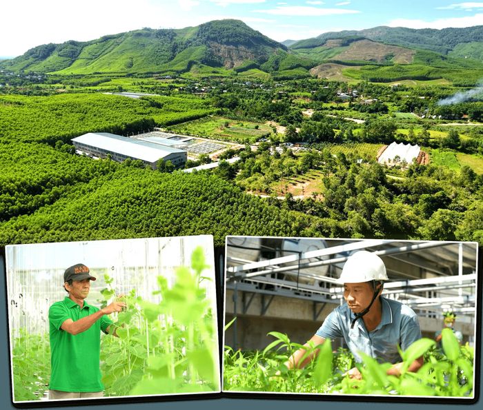 Đà Nẵng hiện có nhiều mô hình nông nghiệp công nghệ cao. Ảnh PHAN VINH