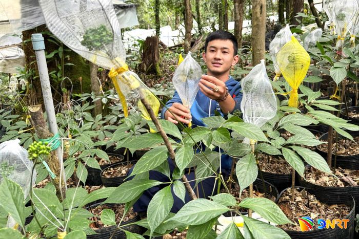 Vùng quy hoạch trồng sâm Ngọc Linh và dược liệu ở các xã phía Tây Nam thành phố còn nhiều du địa để thu hút đầu tư. Ảnh: PHAN VINH