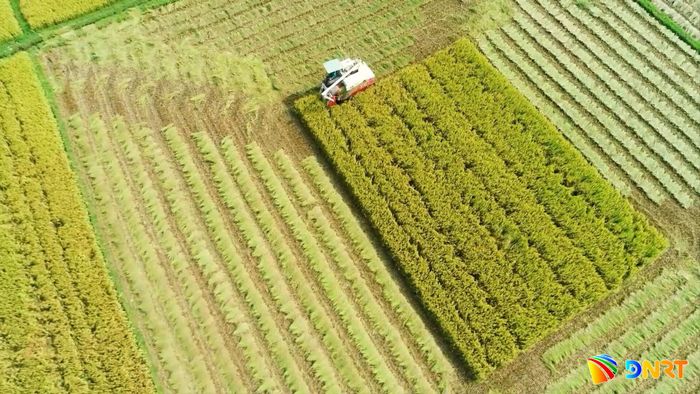 Cơ giới hóa đồng ruộng đã được triển khai mạnh mẽ trong nhiều năm qua. Ảnh: PHAN VINH