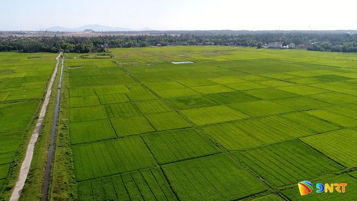 Dư địa phát triển nông nghiệp tại Đà Nẵng đã được mở rộng. Ảnh: PHAN VINH