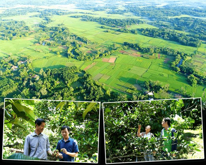 Vùng sản xuất tập trung Tiên Châu - Tiên Hà phù hợp với các loại cây ăn quả và dược liệu. Ảnh: PHAN VINH
