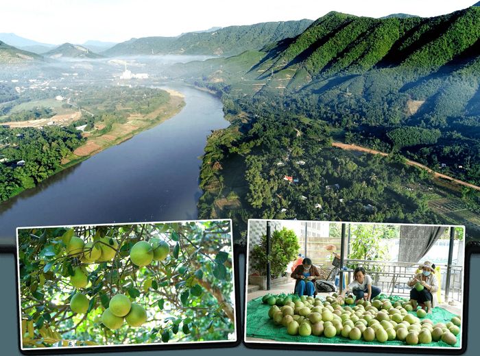 Nông Sơn thu hút đầu tư vào làng Đại Bình với mô hình nông nghiệp hữu cơ gắn với du lịch trải nghiệm. Ảnh: PHAN VINH