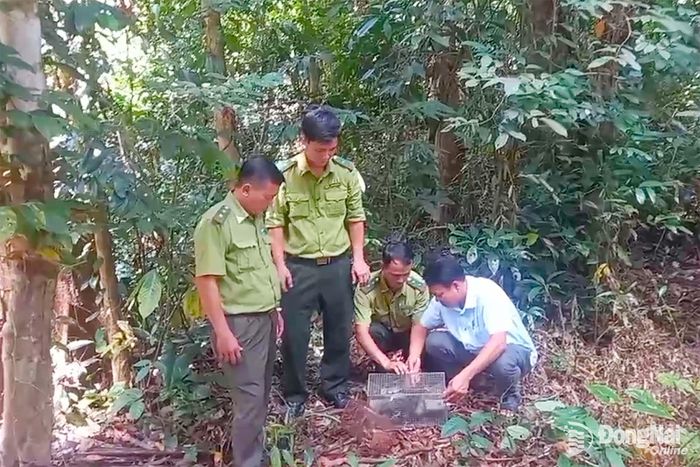 Khu Bảo tồn thiên nhiên - văn hóa Đồng Nai và Chi cục Kiểm lâm Thành phố Hồ Chí Minh tổ chức tái thả 84 cá thể động vật hoang dã về tự nhiên. Ảnh: CTV
