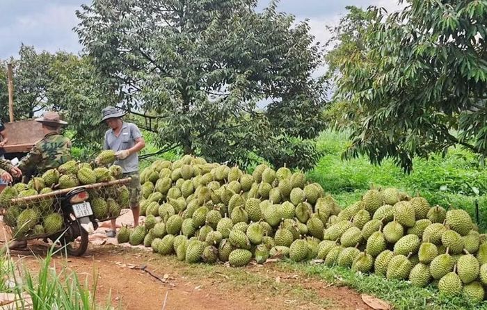  Người dân Gia Lai thu hoạch sầu riêng. Ảnh: N.S 