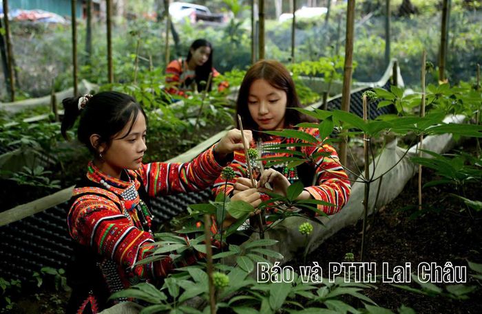 Người dân chăm sóc sâm Lai Châu.
