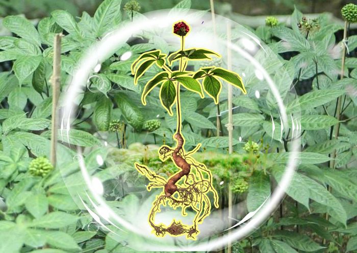 Hàm lượng saponin trong sâm Lai Châu đạt tới 23,85% trong tự nhiên - mức rất cao so với nhiều loài sâm khác.