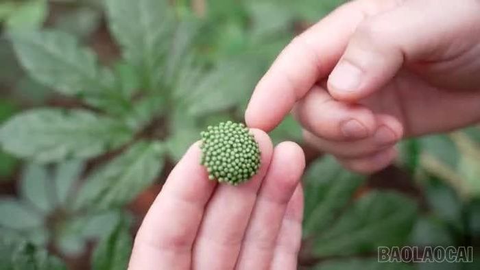 Theo Hợp tác xã Cộng đồng Púng Luông, từ năm thứ ba hoặc thứ tư, một số cây sâm có thể cho thu hoạch hoa, lá trong thời gian chờ thu hoạch củ.