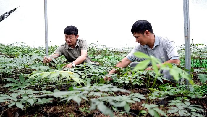 Kiểm tra sự sinh trưởng của cây sâm tại mô hình Hợp tác xã Cộng đồng Púng Luông.