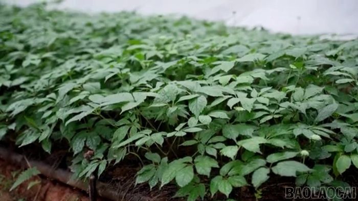Cây sâm sinh trưởng tại mô hình dược liệu ở xã Púng Luông.