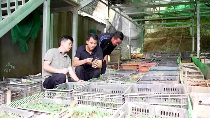 Anh Nguyễn Đức Ninh (giữa) giới thiệu cây dược liệu tại khu ươm giống của gia đình.