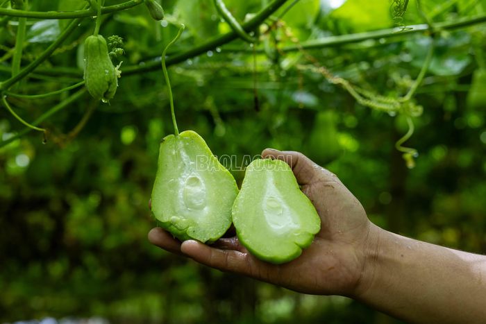 Quả su su có phần thịt dày, đặc ruột, một hạt ở giữa. Su su trồng tại Sa Pa được biết đến với độ giòn, vị ngọt tự nhiên, là loại rau quả quen thuộc với người tiêu dùng.