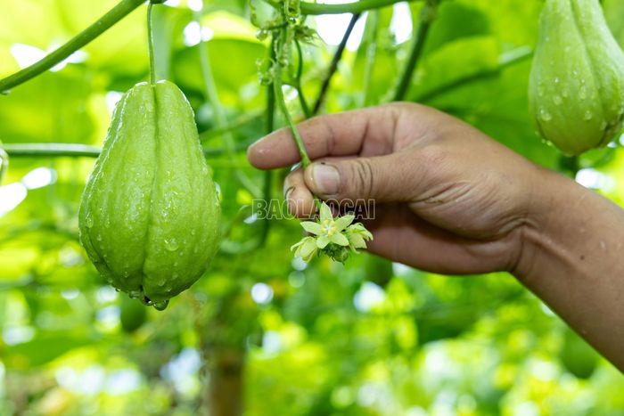 Hoa su su có nhiều mật, thu hút ong, bướm đến thụ phấn.