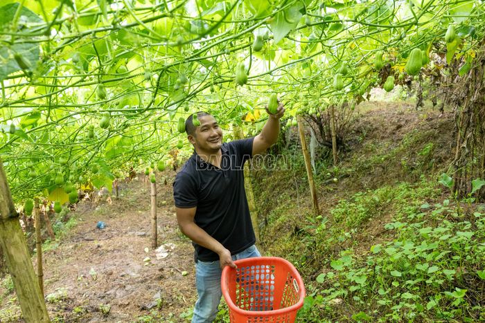Năm nay, su su sinh trưởng thuận lợi, sai quả, năng suất bình quân ước đạt khoảng 10 tấn/ha. Những quả đạt độ lớn phù hợp được thu hái liên tục để bảo đảm chất lượng.