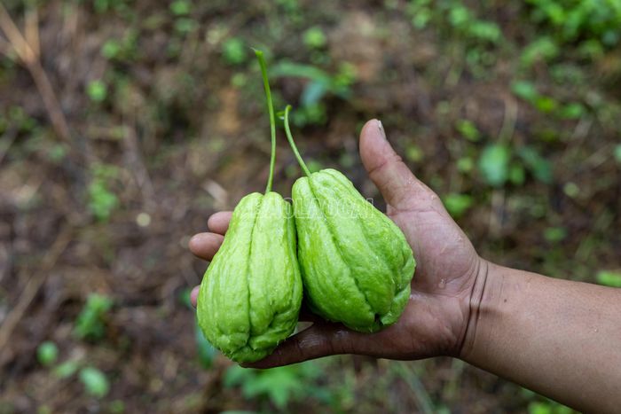 Khi thu hoạch, người dân thường để lại một đoạn cuống nhằm hạn chế vi khuẩn xâm nhập, giúp quả tươi lâu và tránh thối phần đầu quả.