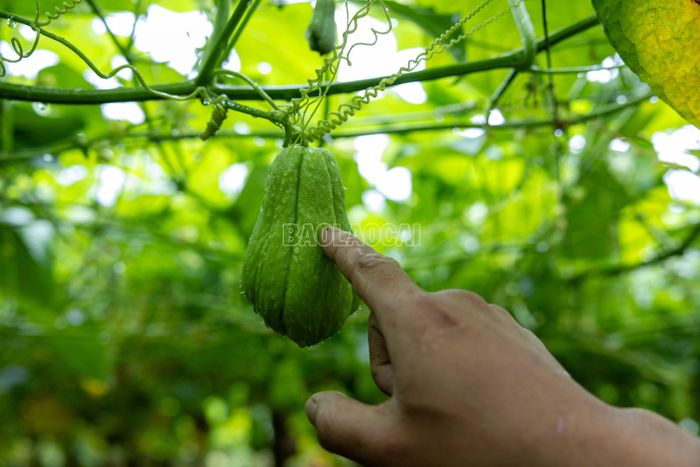 Su su Sa Pa có hình dáng gần giống quả lê, vỏ xanh với các khía dọc. Theo kinh nghiệm của người trồng, quả có màu xanh đậm, căng, các múi cân đối thường đạt chất lượng tốt.