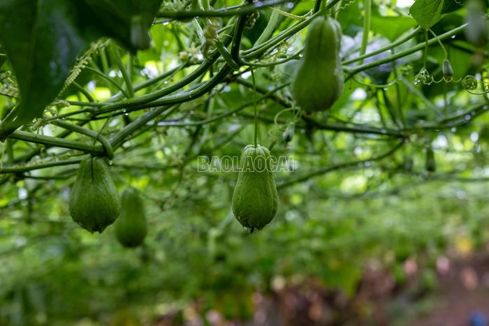 Quả su su phát triển khá nhanh sau khi đậu. Từ lúc hoa nở đến khi quả đạt khối lượng khoảng 200 - 400 g để thu hoạch thường mất 15 - 20 ngày. Khi lớn dần, quả su su trên giàn chúc xuống dưới tán do sức nặng, hạn chế tiếp xúc với mặt đất, giảm nguy cơ thối và biến dạng.