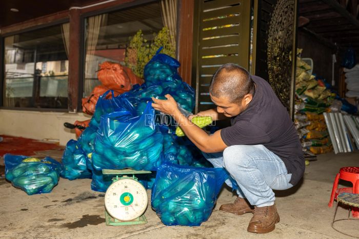 Sau thu hoạch, quả su su được tập kết, cân và đóng bao để đưa đi tiêu thụ.