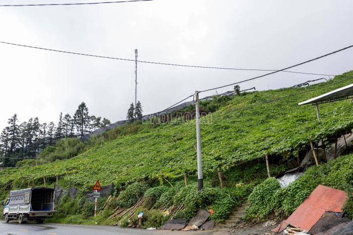 Mùa thu hoạch su su mang lại sức sống cho vùng sản xuất, thể hiện vai trò của cây trồng này trong sinh kế của người dân và nét đặc trưng của nông nghiệp địa phương.