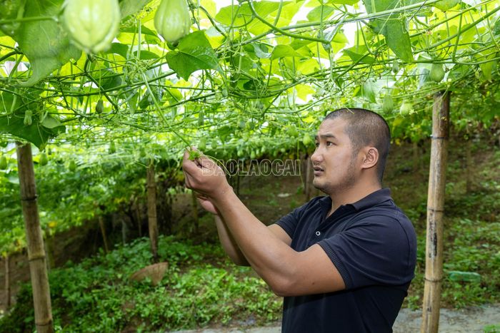 Su su là cây thân leo, được người dân làm giàn cao khoảng 1,5 - 2 m; người dân chỉ bấm ngọn ở giai đoạn đầu để cây phát triển thêm nhánh. Khi cây ra hoa, đậu quả, dây và ngọn được giữ lại để bảo đảm sinh trưởng, nuôi quả.