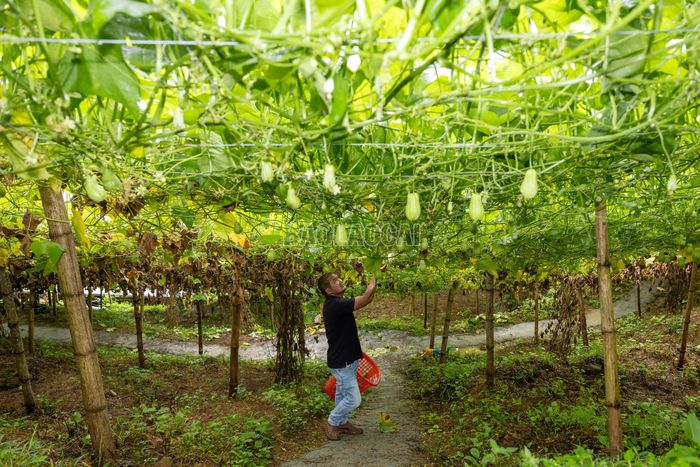Mùa thu hoạch su su năm nay bắt đầu từ tháng 6, dự kiến kéo dài đến tháng 11. Những ngày này, người dân thường xuyên thu hái các quả đạt chất lượng.