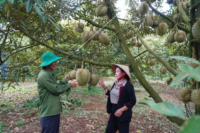 Cây ăn quả, trong đó có sầu riêng là một trong những cây trồng thế mạnh của xã Quảng Sơn