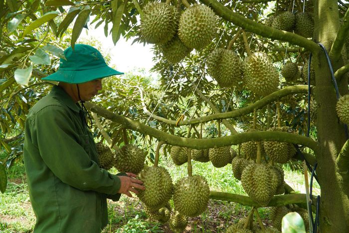 Nhờ biết áp dụng kỹ thuật vào chăm sóc, vườn sầu riêng gia đình ông Phạm Văn Thịnh luôn đạt năng suất cao