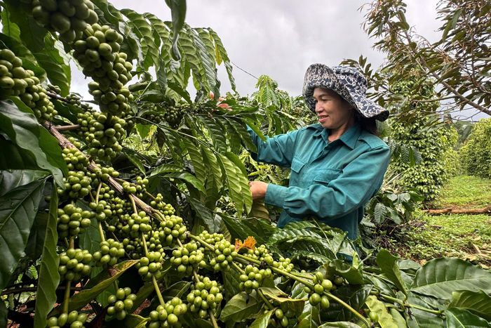 Nhờ áp dụng khoa học kỹ thuật, nhất là khâu chọn giống và chăm sóc giúp vườn cà phê chị Thị Biên luôn cho năng suất cao