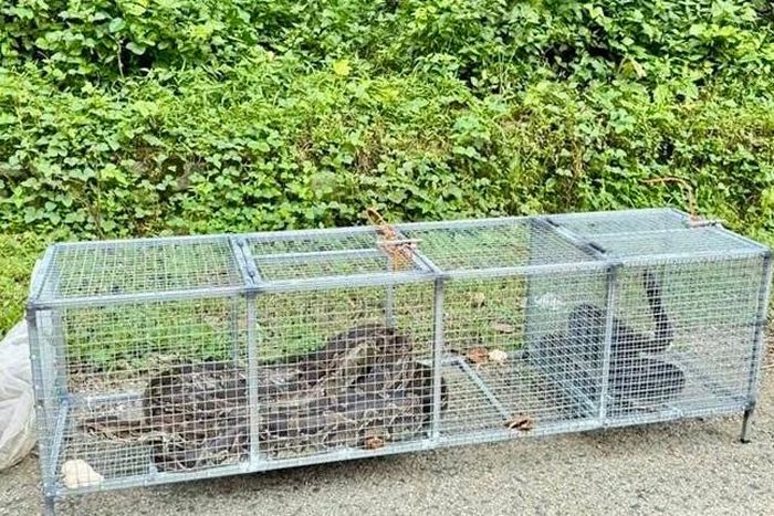 17 cá thể trăn trước khi được thả về môi trường tự nhiên
