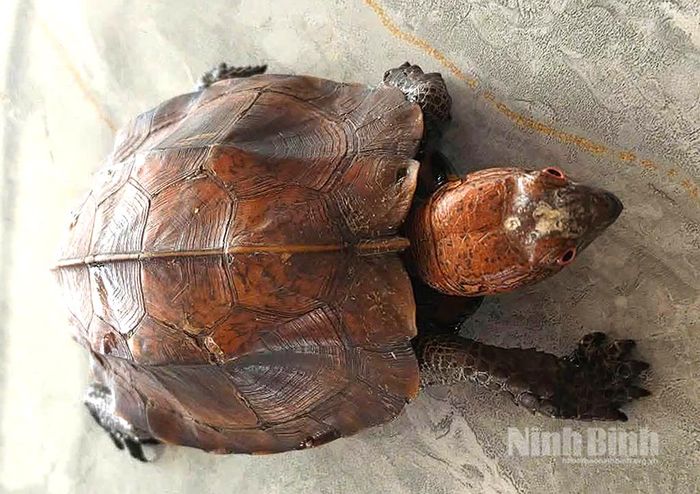 Cá thể rùa Sa Nhân được người dân giao nộp tại xã Nam Lý.