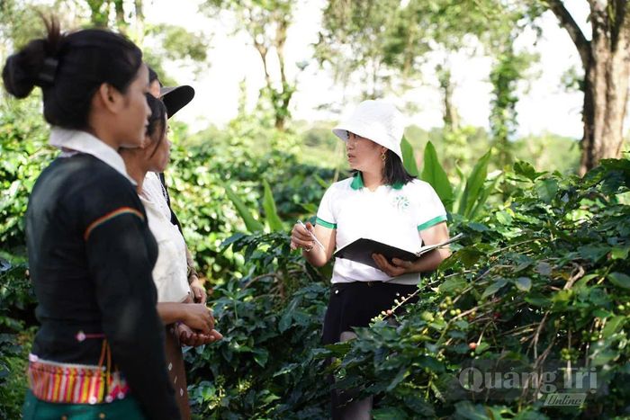 Hợp tác xã Nông sản Khe Sanh liên kết với người dân vùng nguyên liệu, hướng đến quy trình sản xuất cà phê xanh và bền vững - Ảnh: P.Q