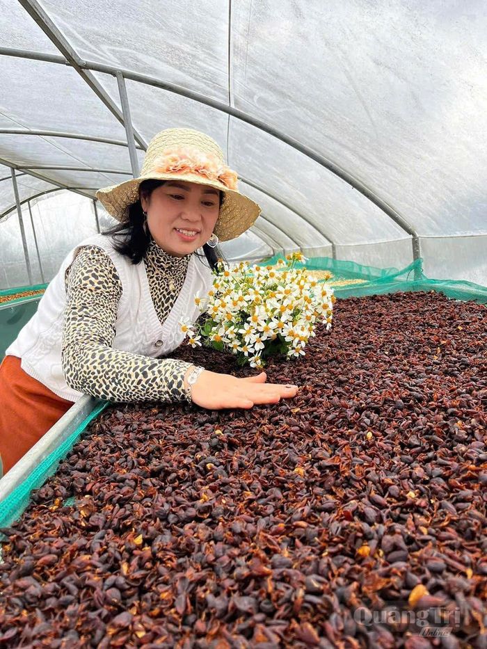 Vỏ cà phê sau chế biến, nguồn phụ phẩm đang được Hợp tác xã Nông sản Khe Sanh tận dụng trở lại trong chu trình sản xuất - Ảnh: P.Q