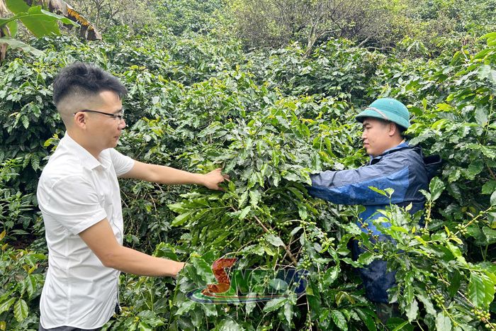 Cán bộ xã Chiềng La hướng dẫn thành viên HTX nông nghiệp tổng hợp bản Bay chăm sóc cà phê