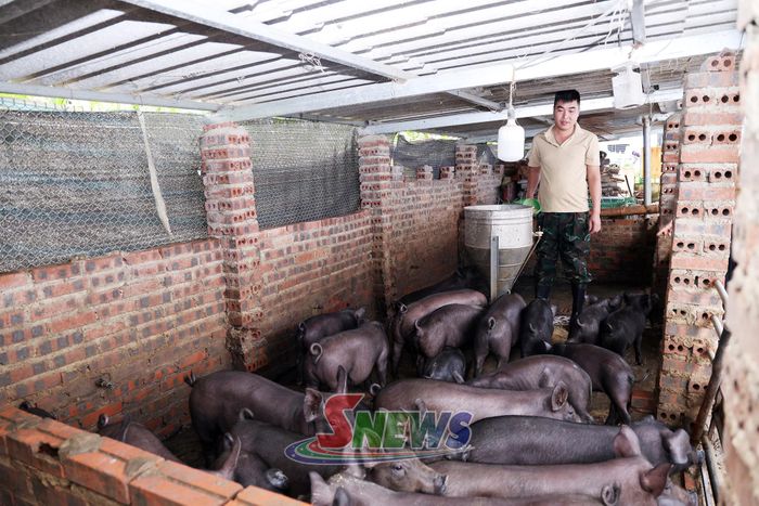 HTX nông nghiệp tổng hợp bản Bay phát triển chăn nuôi lợn thương phẩm.