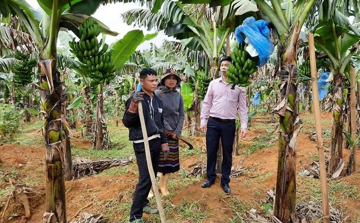  Cựu chiến binh Nguyễn Hải Teo (xã A Lưới 2) là gương điển hình trong ứng dụng khoa học - kỹ thuật phát triển kinh tế. 