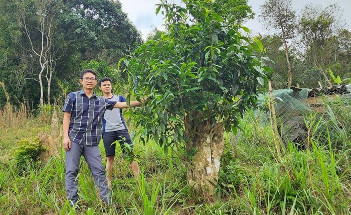 Những cây chè tuyết shan cổ thụ. Ảnh: HQ