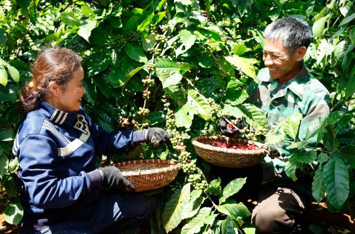 Sáng kiến NESCAFÉ Plan được Nestlé triển khai tại Việt Nam từ năm 2011