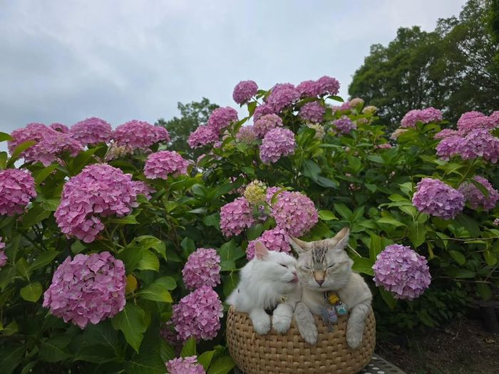 Dù thường xuyên gây gổ khi được yêu cầu chụp ảnh cùng nhau, Shushu và Miko được cho là vẫn hòa thuận trong phần lớn thời gian. Ảnh: IGNV
