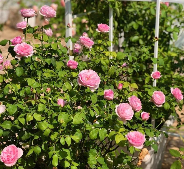 Vườn hồng của gia đình nhận được sự chăm chút đặc biệt từ bà xã Quyền Linh, người dành nhiều thời gian để theo sát từng gốc hoa và luống cây.