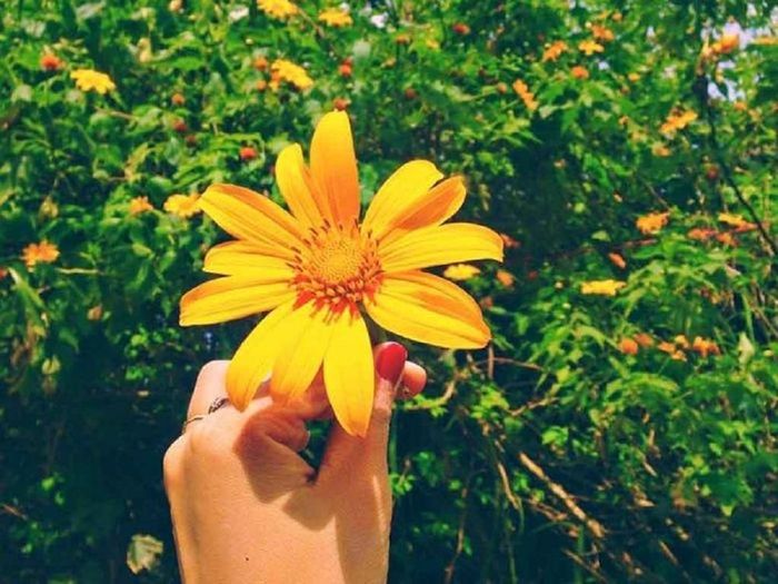 Hoa Dã quỳ luôn hướng về phía mặt trời.
