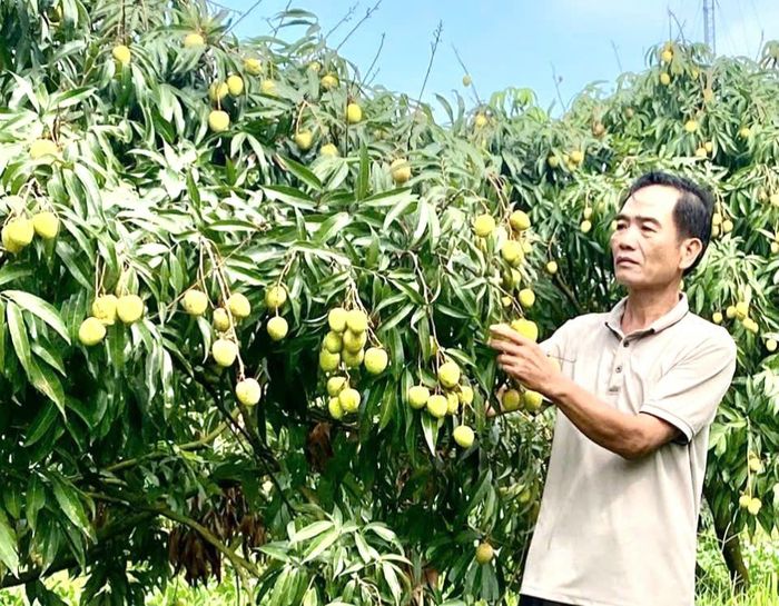 Những mô hình trồng cây ăn quả ở Hòa Xá giúp mang lại thu nhập cao cho nông dân. Ảnh: Thủy Nguyễn