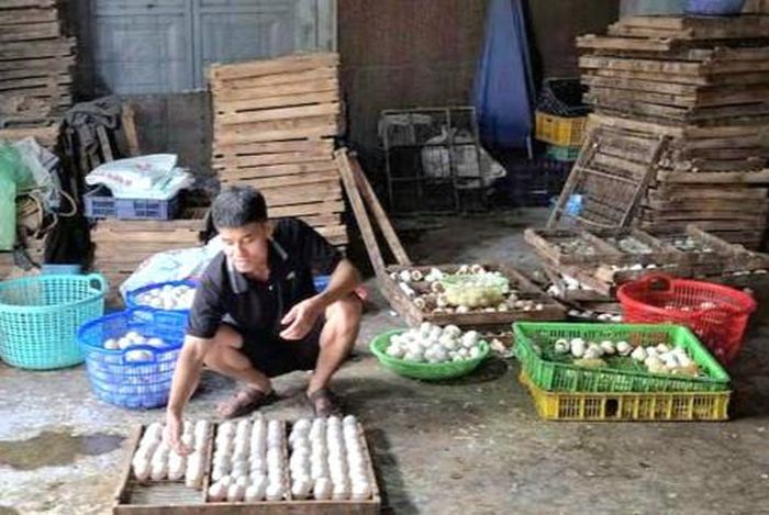 Mô hình chăn nuôi vịt của gia đình ông Nguyễn Văn Bẩy ở thôn Thái Bình, xã Hòa Xá cho hiệu quả kinh tế cao. Ảnh: Thủy Nguyễn