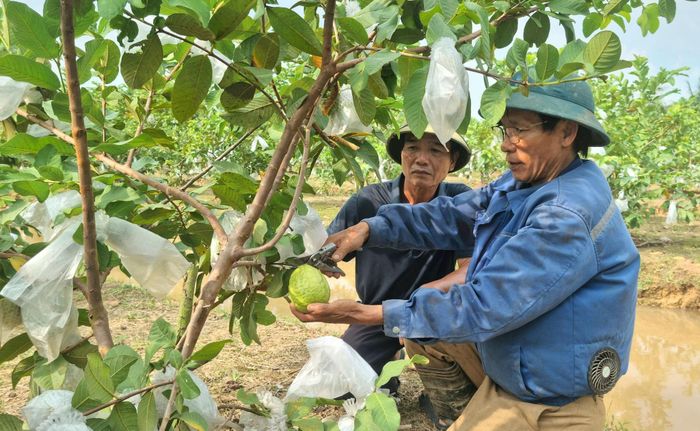 Mô hình trồng các loại cây ăn quả của Hợp tức xã Sản xuất kinh doanh dịch vụ cây ăn quả thôn Dư Xá, xã Hòa Xá cho hiệu quả kinh tế cao. Ảnh: Ánh Dương