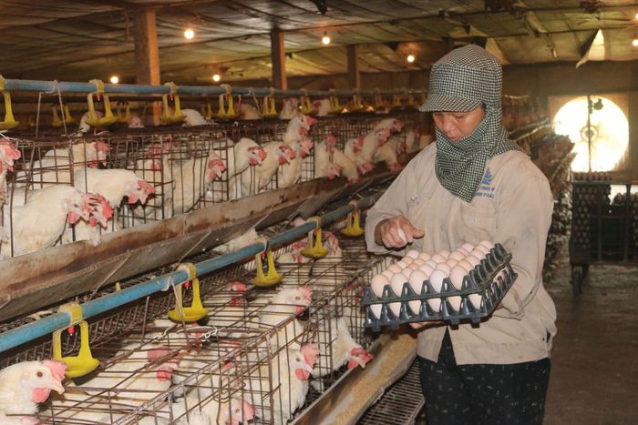 Công ty cổ phần Tiên Viên (phường Chương Mỹ) cũng lựa chọn truy xuất nguồn gốc là một phần trong quy trình kiểm soát chất lượng. Ảnh: PV