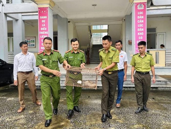 Bàn giao cá thể Tê tê cho Ban quản lý Vườn quốc gia Bến En chăm sóc, bảo tồn. Ảnh: CATH.