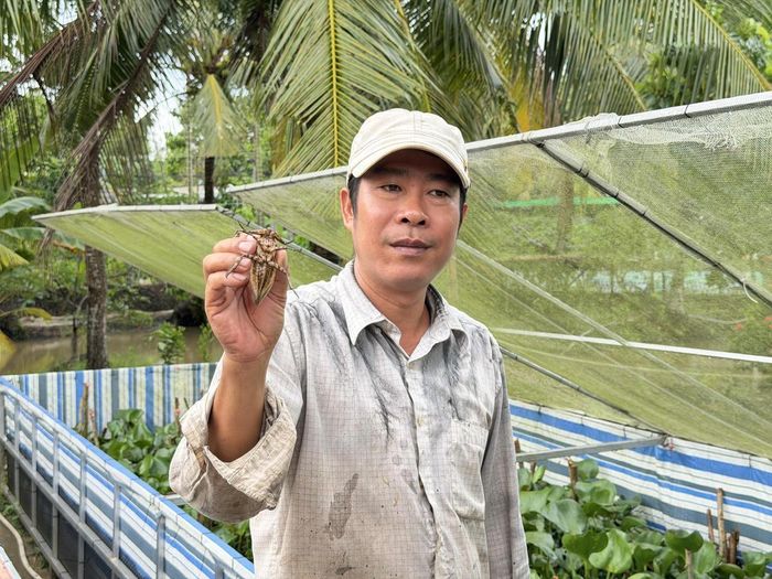 Anh Huỳnh Văn Thuận - chủ trang trại nuôi cà cuống tại TP Cần Thơ. Ảnh: Tô Thắm