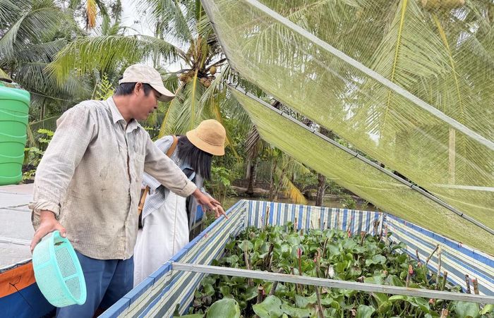 Tùy mục đích nuôi, sau khoảng 50 ngày có thể xuất bán cà cuống giống. Khoảng 60-65 ngày có thể khai thác trứng hoặc bán cà cuống cái thương phẩm; con đực thường cần thời gian dài hơn để đạt kích thước và chất lượng phù hợp. Ảnh Tô Thắm