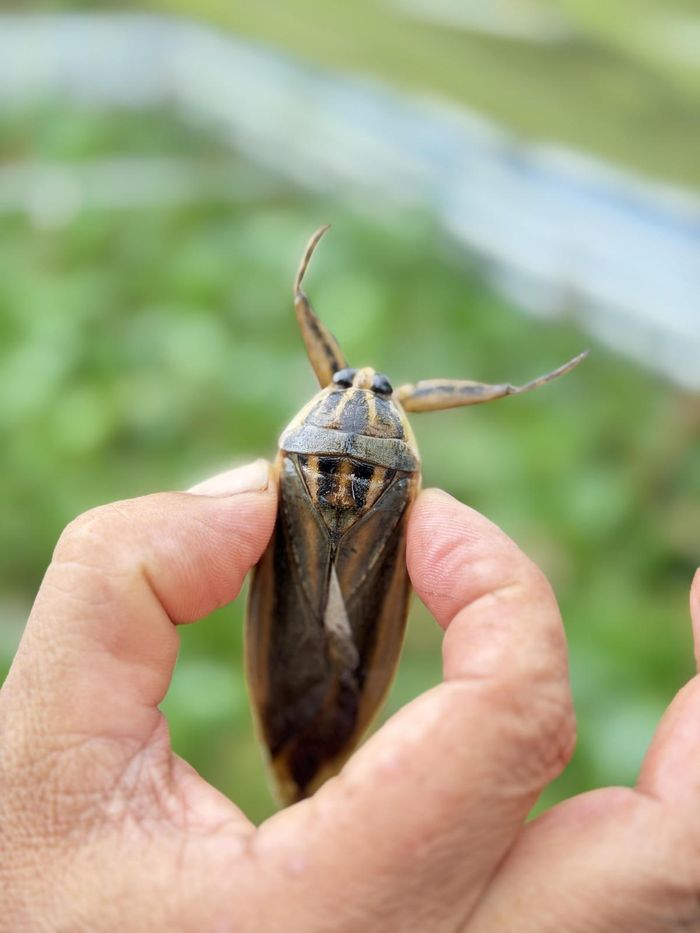 Cà cuống là loài côn trùng lớn, thân dẹt hình lá, màu vàng xỉn hoặc nâu đất. Khi trưởng thành, chúng dài khoảng 7-8 cm.