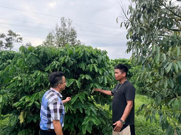 Cán bộ xã La Dạ tư vấn nông dân trồng cà-phê nhằm phát triển kinh tế địa phương. Ảnh: Thanh Hải